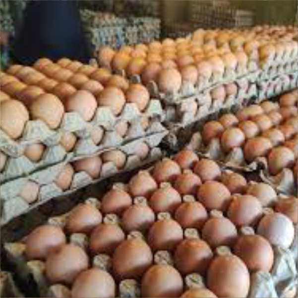 Eggs Trading 4