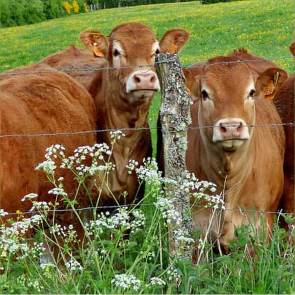 Calves Trading 3