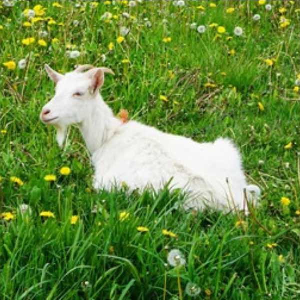 Goats Trading 6