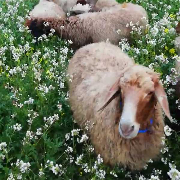 Sheep Trading